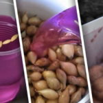 10 полезных примеров использования марганцовки в саду