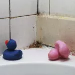 Как избавиться от плесени в ванной комнате и не дать ей вернуться