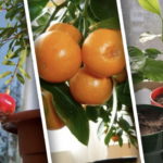 Какие комнатные растения можно вырастить из косточки?