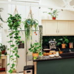 Какие растения можно использовать на кухне?