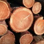 Самые твёрдые породы дерева: таблица по Бринеллю и где их применять