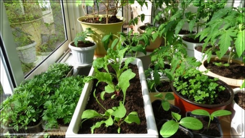 Домашний огород на подоконнике с зеленью и овощными культурами