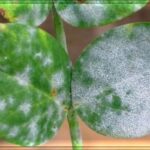 Фотоопределение болезней и лечение комнатных растений